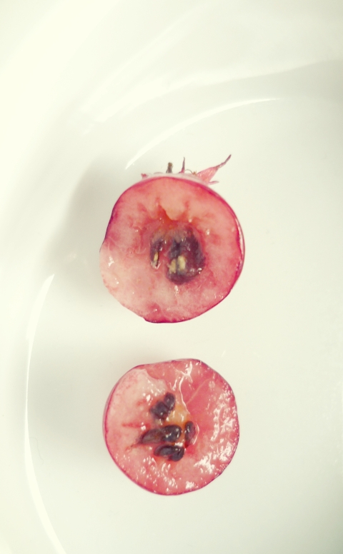 świdośliwa amelanchier świdośliwka ciekawe owoce smakogród