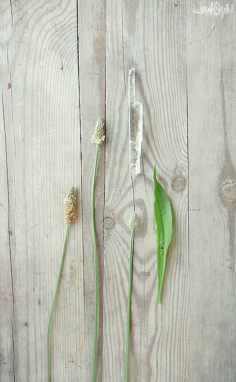 babka lancetowata Plantago lanceolata jadalne chwasty smakogród blog użyteczne chwasty jadalne liście i kwiaty